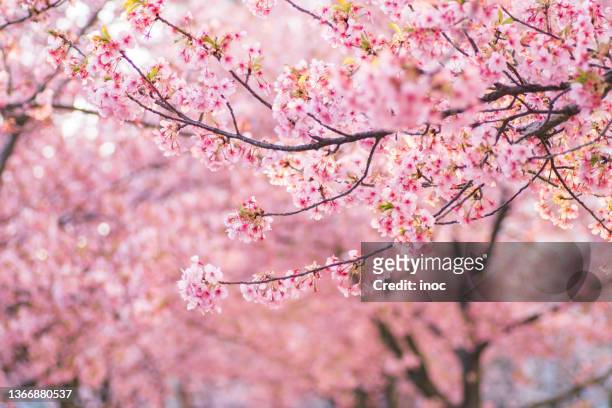kawazu sakura cherry trees in full bloom - 桜の花 ストックフォトと画像