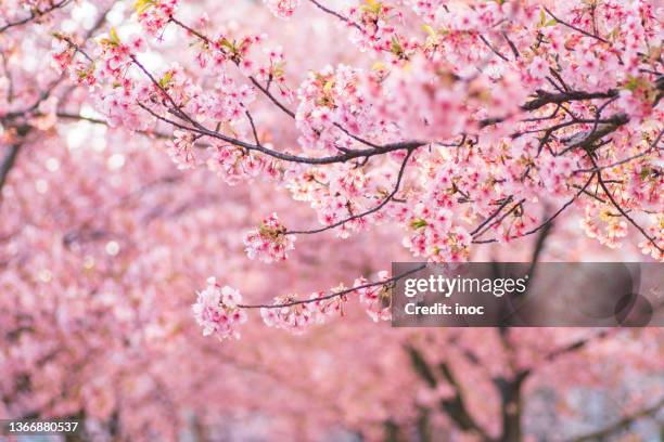 kawazu sakura cherry trees in full bloom - cherry tree stock pictures, royalty-free photos & images