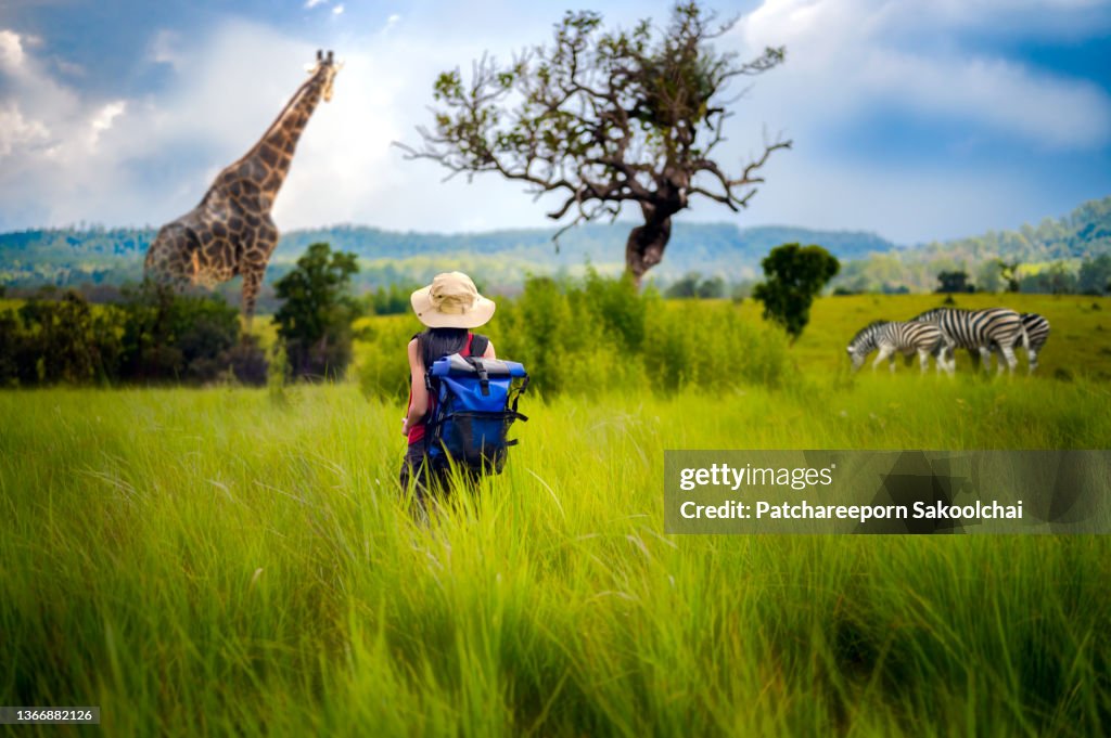 Safari jungle