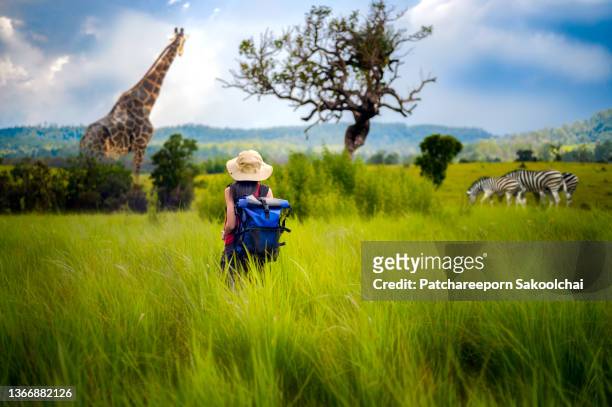 safari jungle - jungle safari stock pictures, royalty-free photos & images