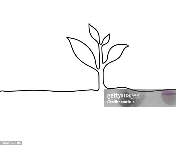 pflanzenlinienkunst - sapling stock-grafiken, -clipart, -cartoons und -symbole