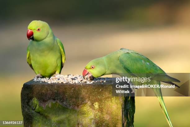 two collared parakeets (psittacula krameri) sitting at a feeding station, wildlife, germany - collared parakeet stock pictures, royalty-free photos & images