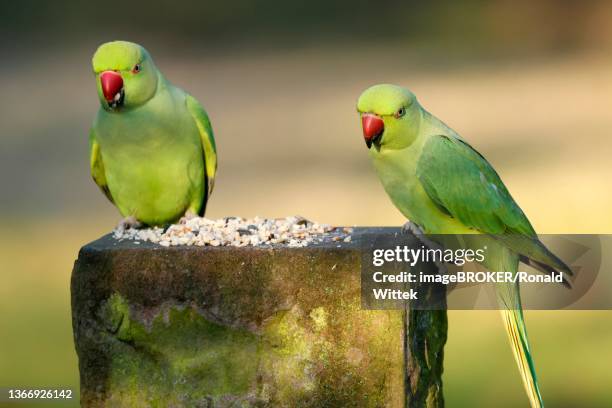 two collared parakeets (psittacula krameri) sitting at a feeding station, wildlife, germany - collared parakeet stock pictures, royalty-free photos & images