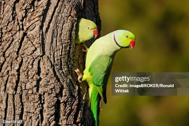 two collared parakeets (psittacula krameri) hanging from a tree at the breeding burrow, wildlife, germany - collared parakeet stock pictures, royalty-free photos & images