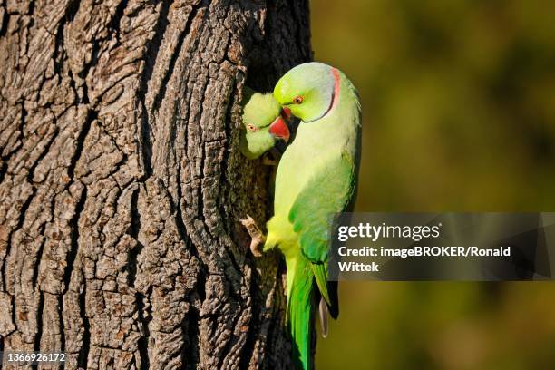 two collared parakeets (psittacula krameri) hanging from a tree at the breeding burrow, wildlife, germany - collared parakeet stock pictures, royalty-free photos & images