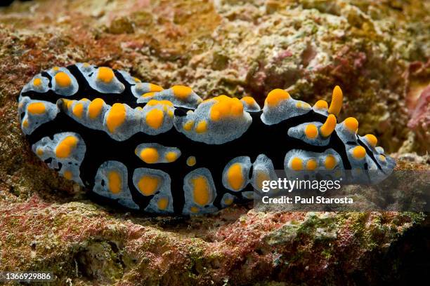 Slug Fish Phyllidia Sea Slug Photos and Premium High Res Pictures - Getty Images