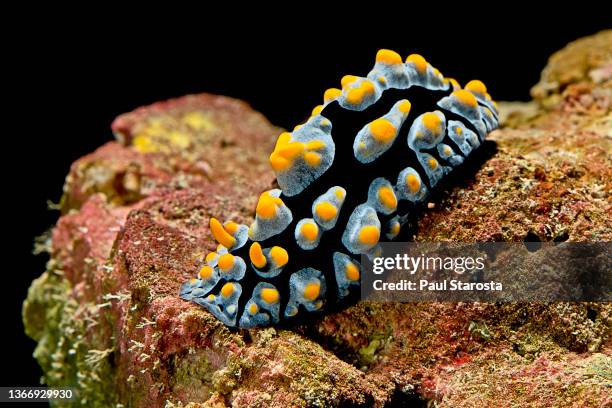 Slug Fish 103 Phyllidia Sea Slug Stock Photos, High-Res Pictures, and Images ...