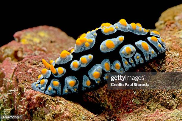 Slug Fish Phyllidia Sea Slug Photos and Premium High Res Pictures - Getty Images