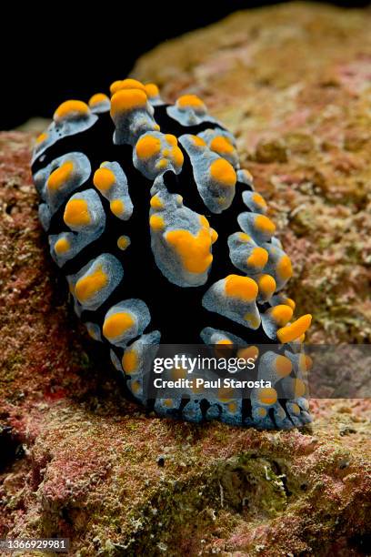 Slug Fish 104 Phyllidia Sea Slug Stock Photos, High-Res Pictures, and Images ...