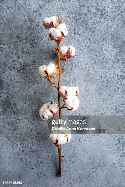 branch of cotton plant on grey concrete background, selective focus - wattebausch stock-fotos und bilder
