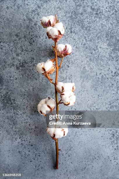branch of cotton plant on grey concrete background, selective focus - cotton wool fotografías e imágenes de stock