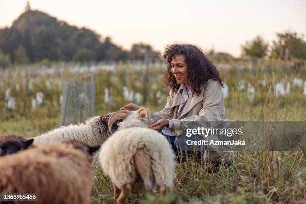 hispanic woman feeding goats - goat grazing stock pictures, royalty-free photos & images