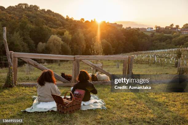 paar bewundert ziegen auf der weide bei sonnenuntergang - paar picknick stock-fotos und bilder