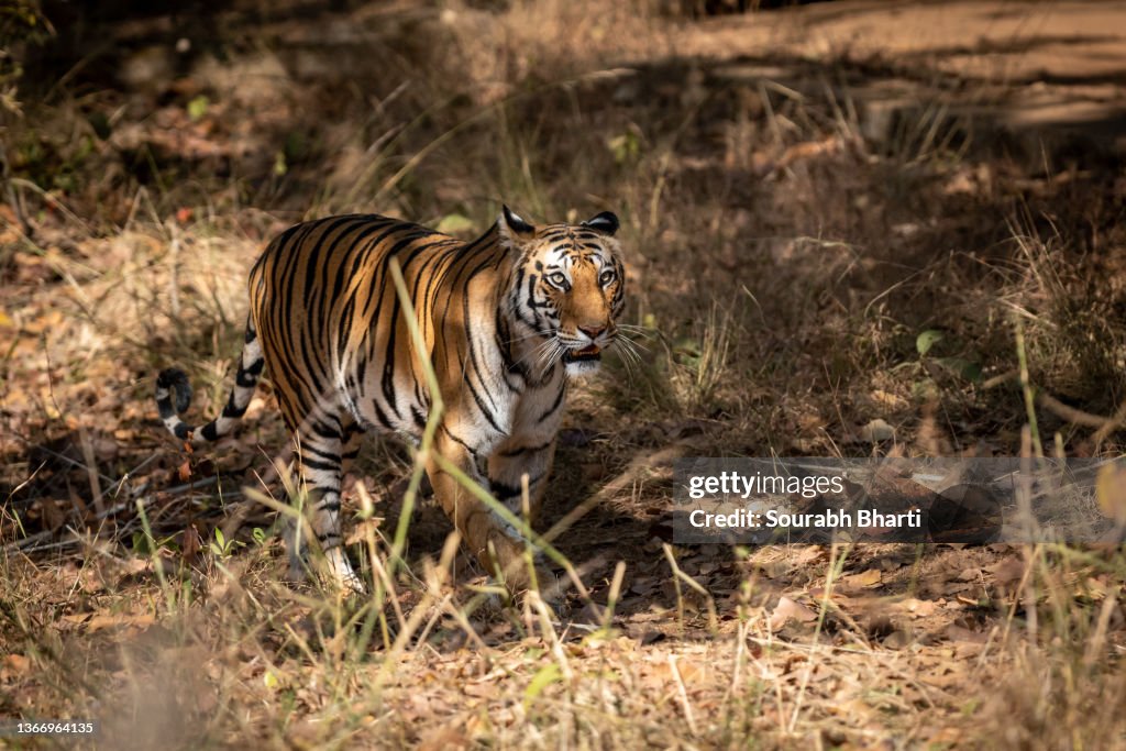 Wild royal bengal female tiger on prowl for territory marking in morning outdoor jungle safari at bandhavgarh national park or tiger reserve madhya pradesh india - panthera tigris tigris