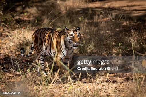 Wild royal bengal female tiger on prowl for territory marking in morning outdoor jungle safari at bandhavgarh national park or tiger reserve madhya pradesh india - panthera tigris tigris Wild royal bengal female tiger on prowl for territory marking in morning outdoor jungle safari at bandhavgarh national park or tiger reserve madhya pradesh india - panthera tigris tigris