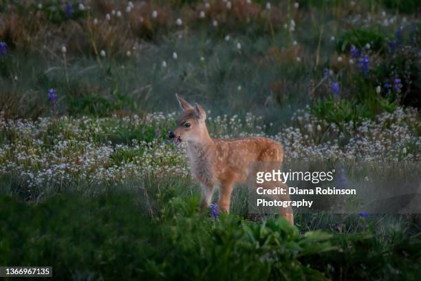 two-week old fawn standing in a meadow just after sunset on hurricane ridge, olympic national park, olympic peninsula, washington state - port angeles washington state stock pictures, royalty-free photos & images