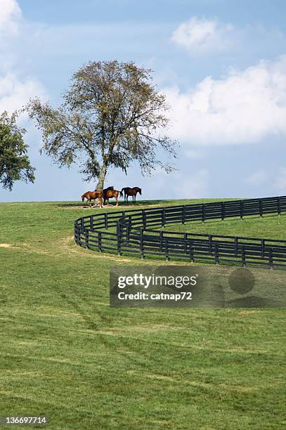 pferde auf einem hügel, kentucky bluegrass viehweide - lexington   kentucky stock-fotos und bilder