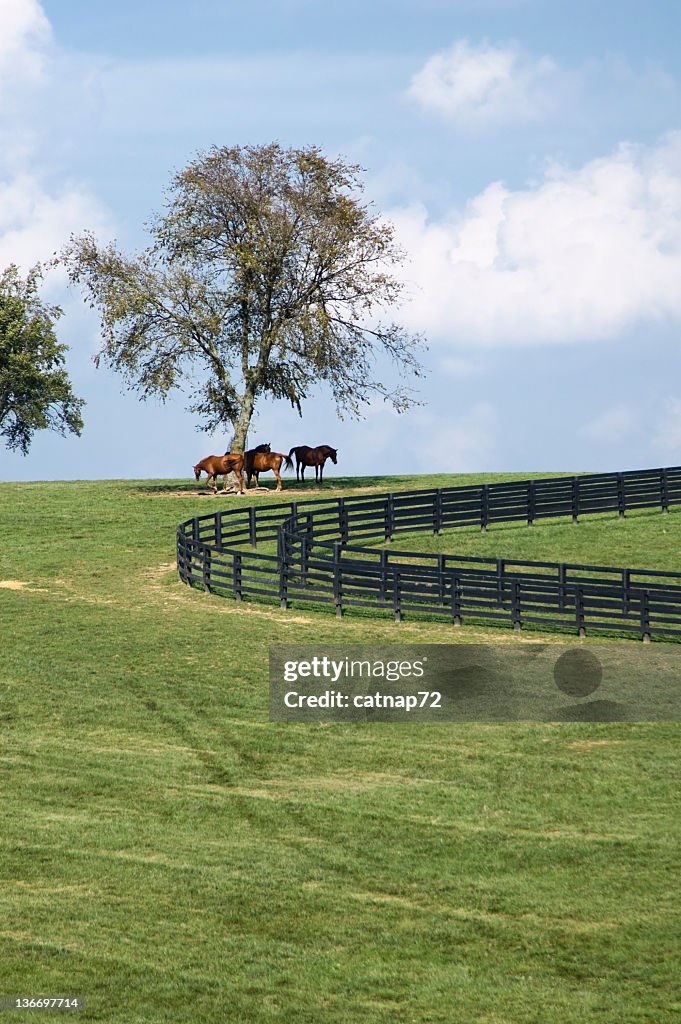 Horses On A Hill, Kentucky Bluegrass Pasture