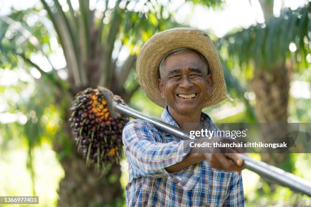 portrait of smile senior farmer look at camera and holding palm fruit standing by tree at farm. - oil palm imagens e fotografias de stock
