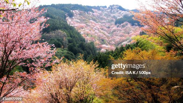 gorgeous yoshinoyama in spring,trees in forest during autumn,yoshino,japan - 奈良県 ストックフォトと画像