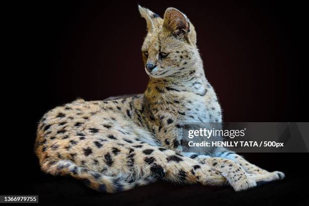 close-up of leopard sitting against black background - serval stockfoto's en -beelden