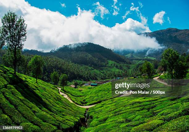 tea plantations,scenic view of agricultural field against sky,munnar,kerala,india - munnar stock-fotos und bilder