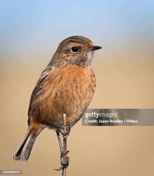 female stonechat,close-up of songpasserine dunnock perching on branch,wirral,united kingdom,uk - northern europe stock pictures, royalty-free photos & images