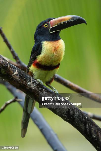 toucan,close-up of toucan perching on branch - tropisch regenwoud stock-fotos und bilder