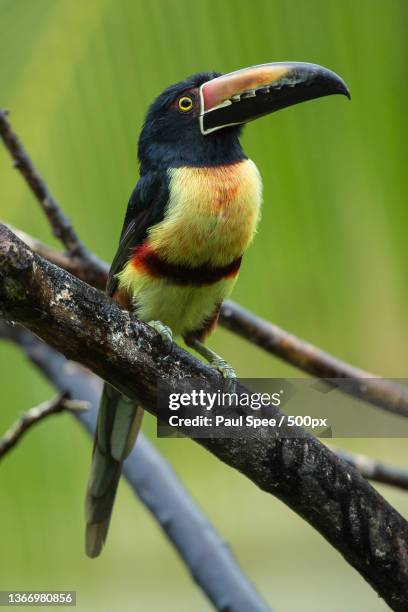 toucan,close-up of toucan perching on branch - regenwoud - fotografias e filmes do acervo