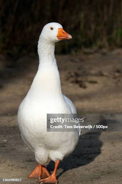 white goose,close-up of seagull perching on land,wijk aan zee,netherlands - oie oiseau des rivières photos et images de collection