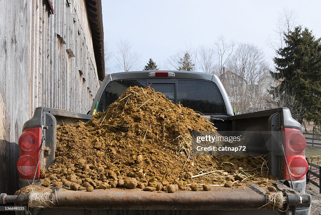 Fresh Manure Load on Truck at Barn, Farming and Agriculture