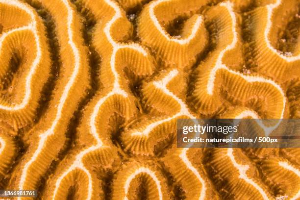 full frame shot of coral in sea - brain coral 個照片及圖片檔