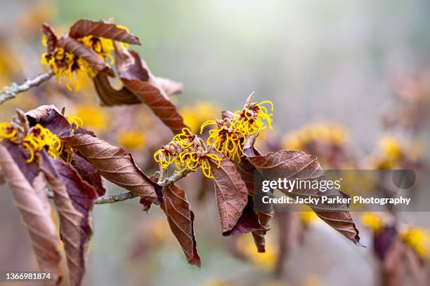 beautiful yellow winter flowers of the witch hazel shrub also known as hamamelis - hamamelis stockfoto's en -beelden