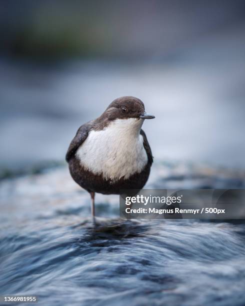 dipper in a stream,close-up of bird perching on rock,sweden - cinclus cinclus stock pictures, royalty-free photos & images