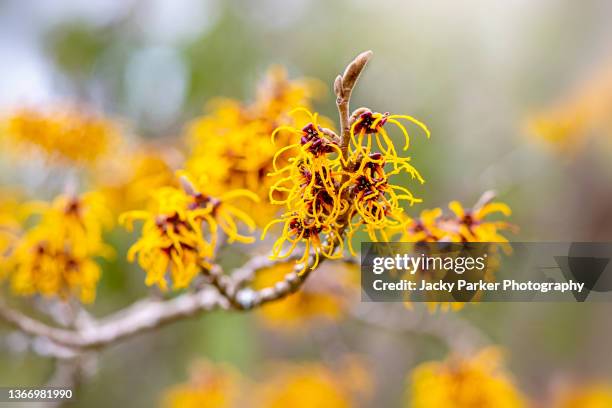 beautiful yellow winter flowers of the witch hazel shrub also known as hamamelis - hamamelis stock-fotos und bilder