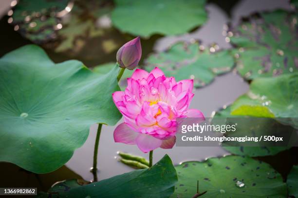 pink lotus flower in viet nam,close-up of pink water lily in lake,vietnam - water lily imagens e fotografias de stock
