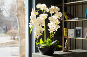 Interior design decor with potted orchid flowers and bookcase next to window