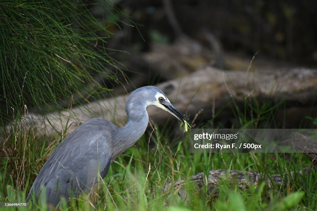 Side view of gray heron perching on grassy field