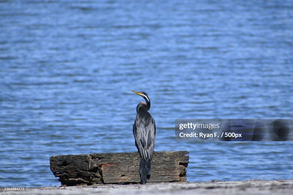 Tri- Colored Heron enjoying the sun,High angle view of heron perching on wooden post