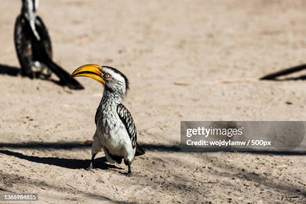 close-up of hornbill perching on sand,karas,namibia - african grey hornbill stock pictures, royalty-free photos & images