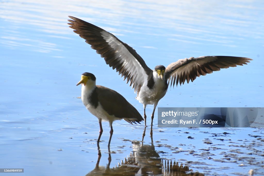 Big stretch,Close-up of birds perching in lake