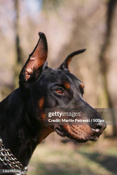 close-up of doberman pinscher looking away - ドーベルマン ストックフォトと画像