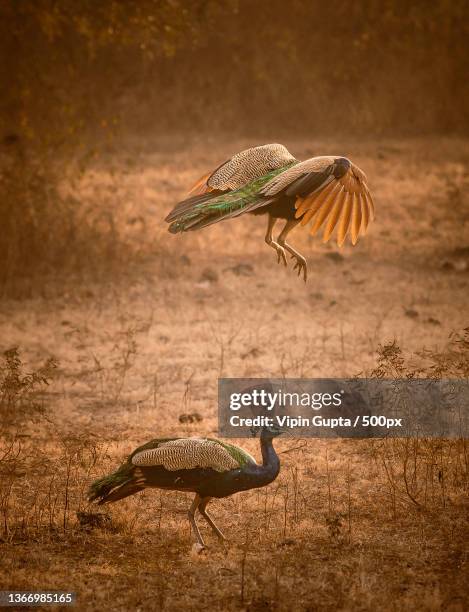 jumping competition,close-up of birds flying over field,gir national park,gujarat,india - ギールフォーレスト国立公園 ストックフォトと画像