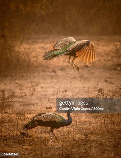 jumping competition,close-up of birds flying over field,gir national park,gujarat,india - gir forest national park stock pictures, royalty-free photos & images