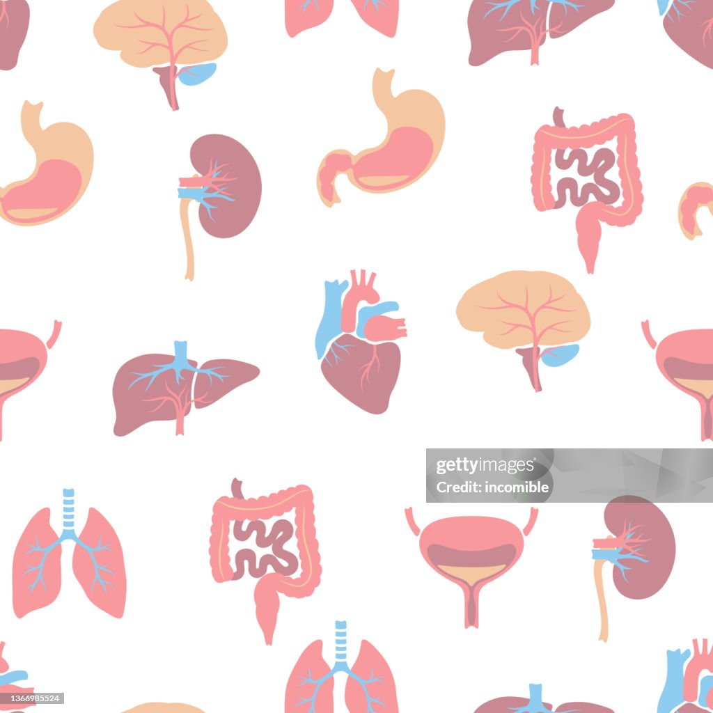 Organs Pattern Seamless Pattern With Internal Organs Human Body Anatomy Health Care ...