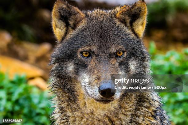 close-up portrait of gray wolf - lupus fotografías e imágenes de stock