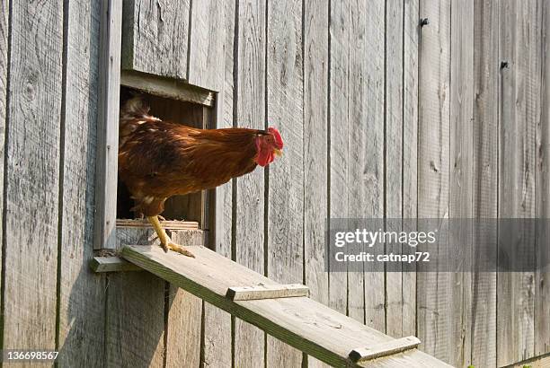 rooster walking from chicken house - the coop stock pictures, royalty-free photos & images