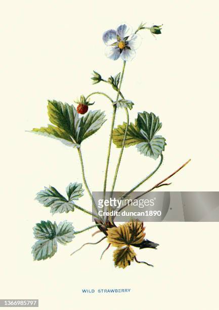 wild strawberry, fragaria vesca, wildflower, flower, floral art - strawberry blossom stock illustrations