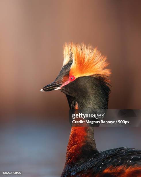 portrait of a horned grebe,close-up of water grebe perching outdoors,bro,sweden - vår stock pictures, royalty-free photos & images