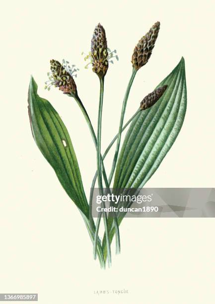 plantago lanceolata, lamb's tongue, wildflower, flower, floral art - big ears stock illustrations